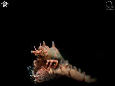 A Miropandalus hardingi | Dragon shrimp