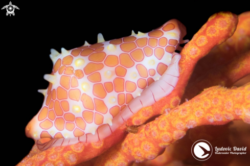 A Rosewater's Egg Cowrie