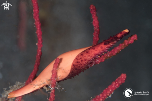 A Phenacovolva birostris | Double-snouted Spindle Cowrie