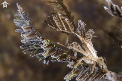 A Decoradet crab