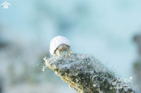 A Helmet crab