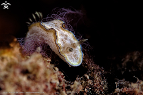 A Doriprismatica sp. | Nudibranche