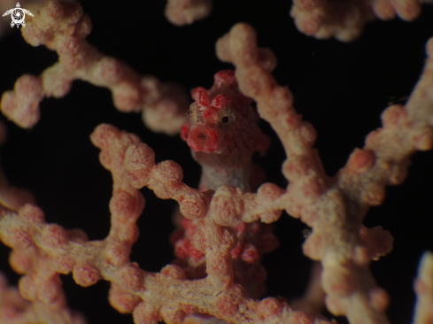 A Bargibanti pygmy sea horse