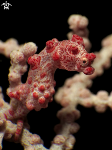 A Bargibanti Pygmy Sea Horse