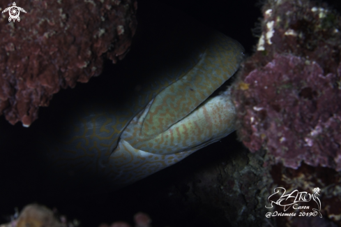 A Humphead Wrasse