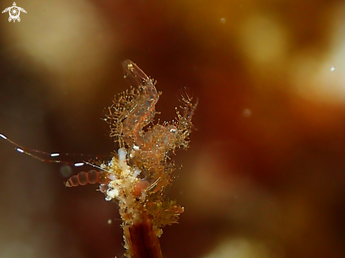 A Phycocaris simulans | Hairy shrimp