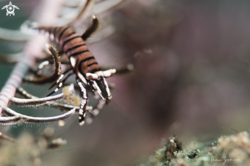 A Feather Star Garnele 