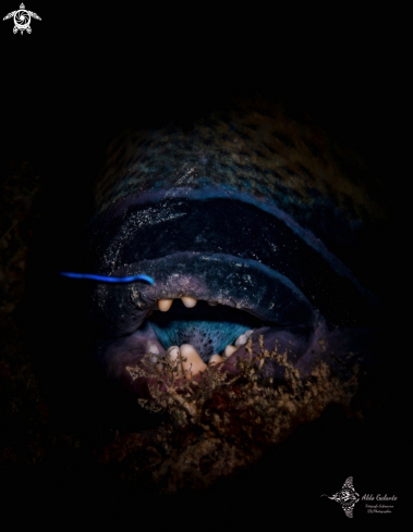 A Titan Triggerfish