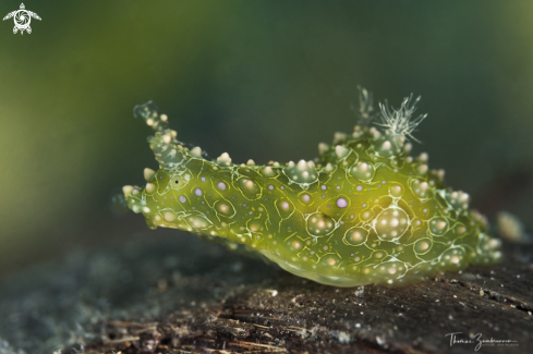 A Nudibranch 