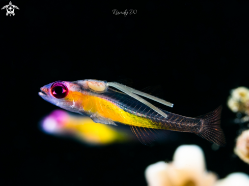 A Pink Eye Goby