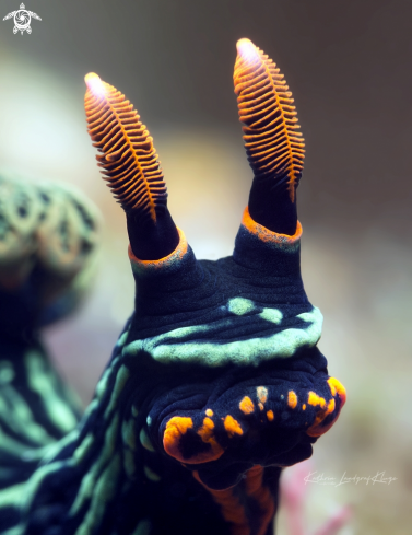 A Nembrotha kubaryana | Nudibranch