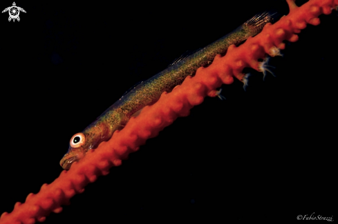 A Goby