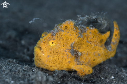 A Frogfish 