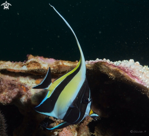 A Moorish idol juvenile