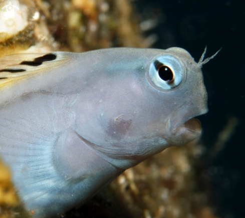 A Blenny