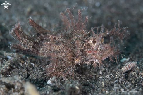 A Ambon Scorpionfish 