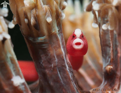 A Pughead pipefish