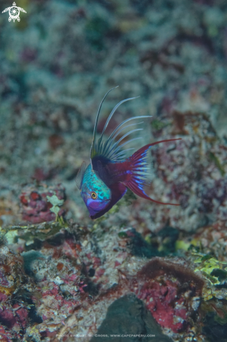 A Blue Flasher Wrasse