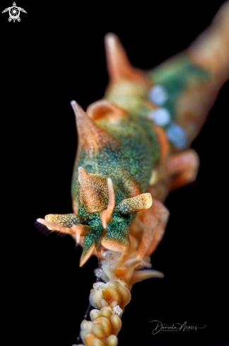 A Dragon Shrimp