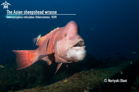 A Asian sheepshead wrasse