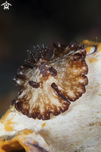 A Nudibranch 