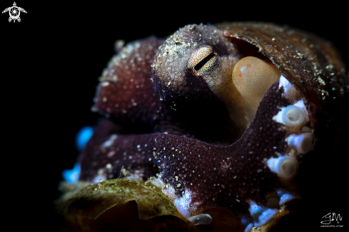 A Amphioctopus marginatus | Coconut octopus