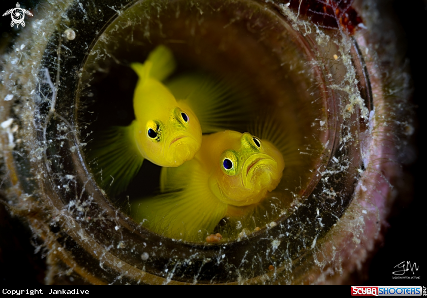 A Yellow goby