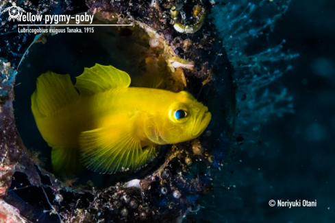 A Yellow pygmy-goby