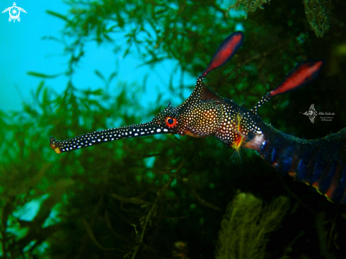 A Phyllopteryx taeniolatus (Lacepède, 1804)  | Weedy Seadragon