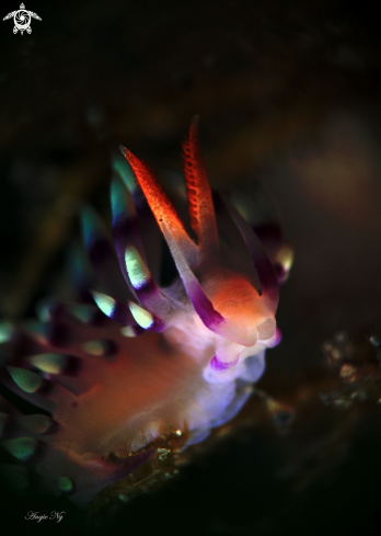 A Nudi