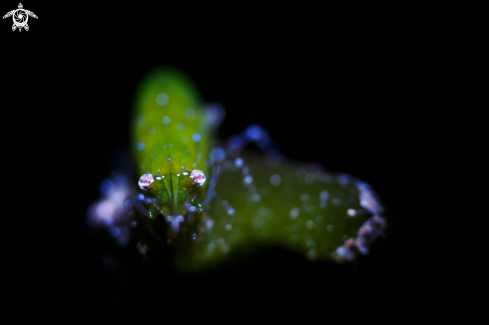 A Seagrass shrimp