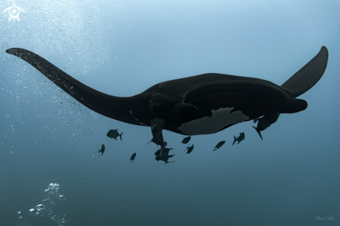 A Mobula Birostris | Giant Oceanic black-morph Manta