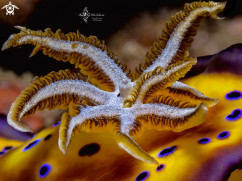 A Nudibranch