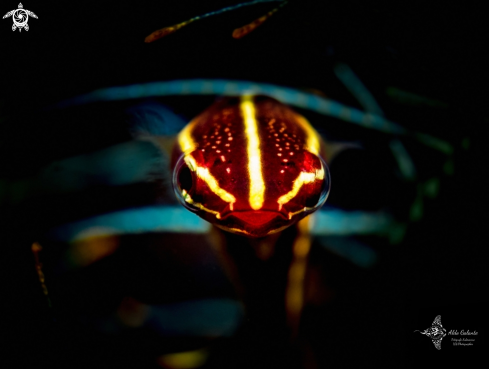 A Lepadichthys lineatus (Briggs, 1966) | Doubleline clingfish