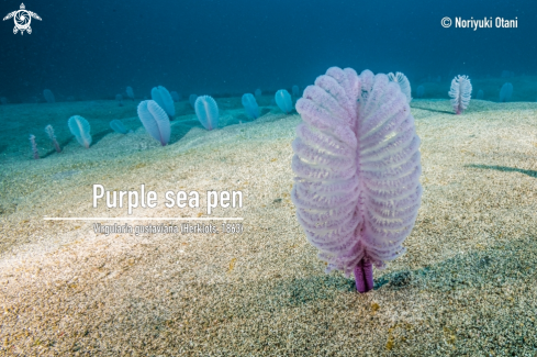 A Virgularia gustaviana (Herklots, 1863) | Sea pen