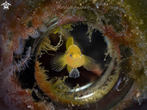 A Yellow pygmy goby