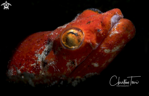 A snake eel