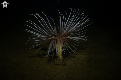 A Pachycerianthus multiplicatus | Fireworks Anemone