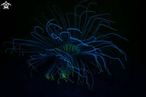 A Fireworks Anemone