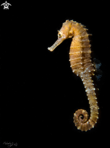 A sea horse