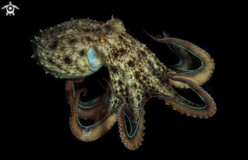 A Octopus vulgaris | octopus