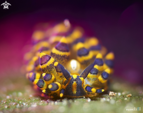 A Nudibranch