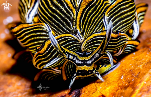 A Tiger Butterfly Sea Slug 