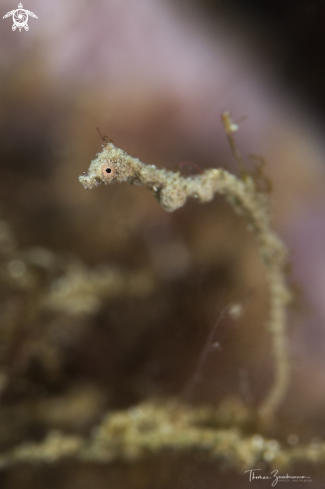 A Lembeh Sea Dragon 