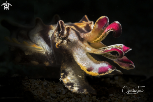 A flamboyant cuttlefish