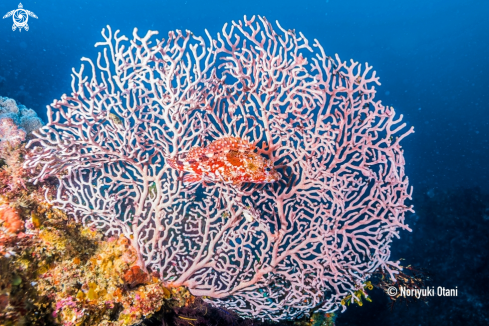 A Sebastiscus marmoratus | Marbled rockfish 