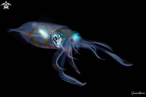 A Sepioteuthis lessoniana | Squid