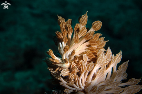 A Nudibranch Phyllodesmium rudmani