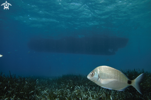 A Eelgrass