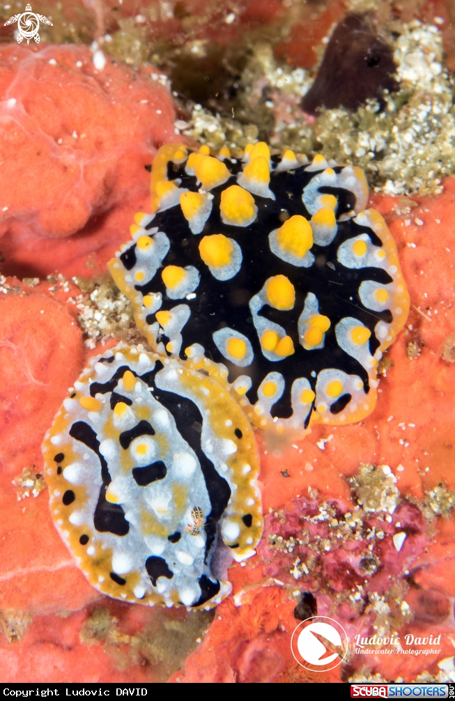 A Ocellated Phyllidia Nudibranch